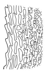 Mesotus celatus, laminal cells from mid limb of branch leaf, at margin. Drawn from A.J. Fife 9700, CHR 477662, A.J Fife 6497, CHR 104768, and B.H. Macmillan 97/52, CHR 514737.
 Image: R.C. Wagstaff © Landcare Research 2018 